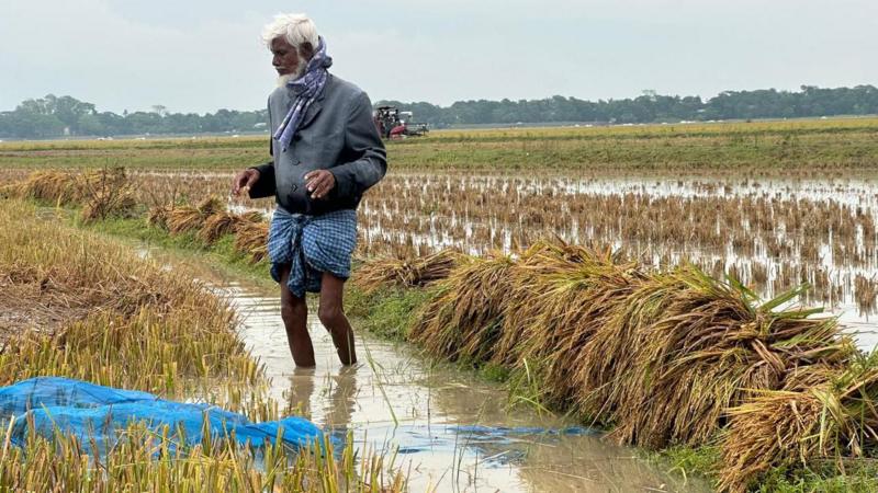 Heavy Rain Floods Haors, Farmers Face Dual Crisis Over Paddy