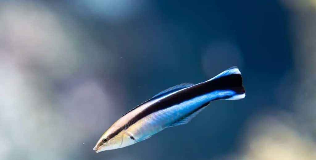 বিজ্ঞানীদের ধারণা বদলে দিলো ক্ষুদ্র এ‌ই মাছ