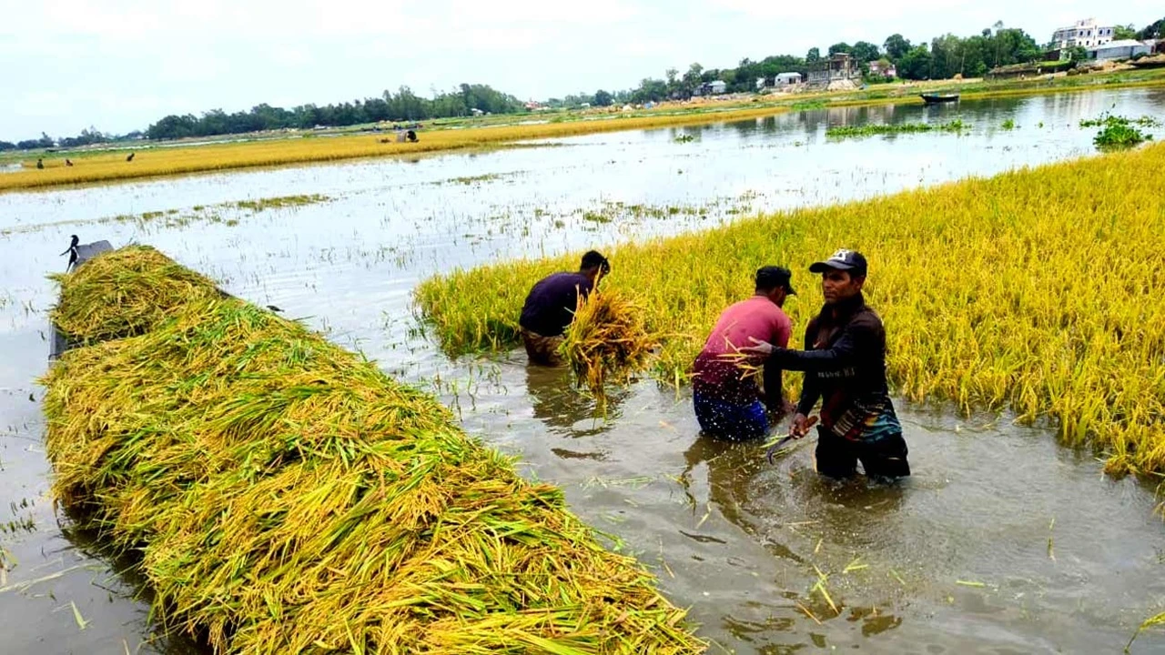 হাওরে তলিয়েছে ৮০ হাজার হেক্টর জমির ধান, উৎপাদনে ঘাটতির শঙ্কা